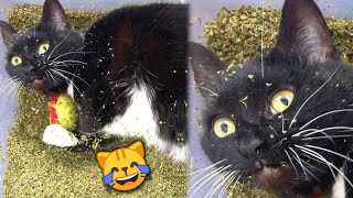 Funny Cats React to Catnip 2021 TikTok Compilation 🙀 | Cat 2021 | JoysPets screenshot 2