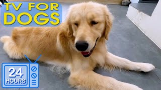 24 HOURS Soothe Dog's Anxiety: Stress Relief Music For Dogs ♬ Calming Music For Dogs