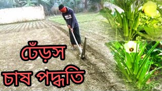 আগাম ঢেঁড়স চাষ পদ্ধতি। বিশেষ করে যারা শীত কালে আগাম ঢেঁড়স চাষ করবেন