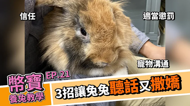 3招让兔兔听话又会撒娇，宠物沟通技巧｜币宝养兔教学系列 EP.21｜ChampKnows【冠军知道】 - 天天要闻