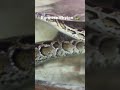 Just by watching this creature giving me goosebumps😱😂 #burmese #phyton #snake #snakevideo #shorts