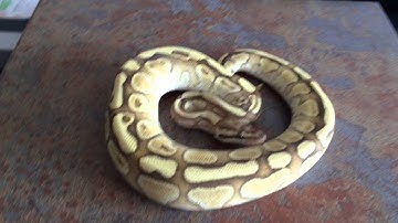 2015 available Royal Python Hatchlings