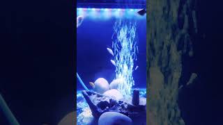 molly #and #gourami fish video