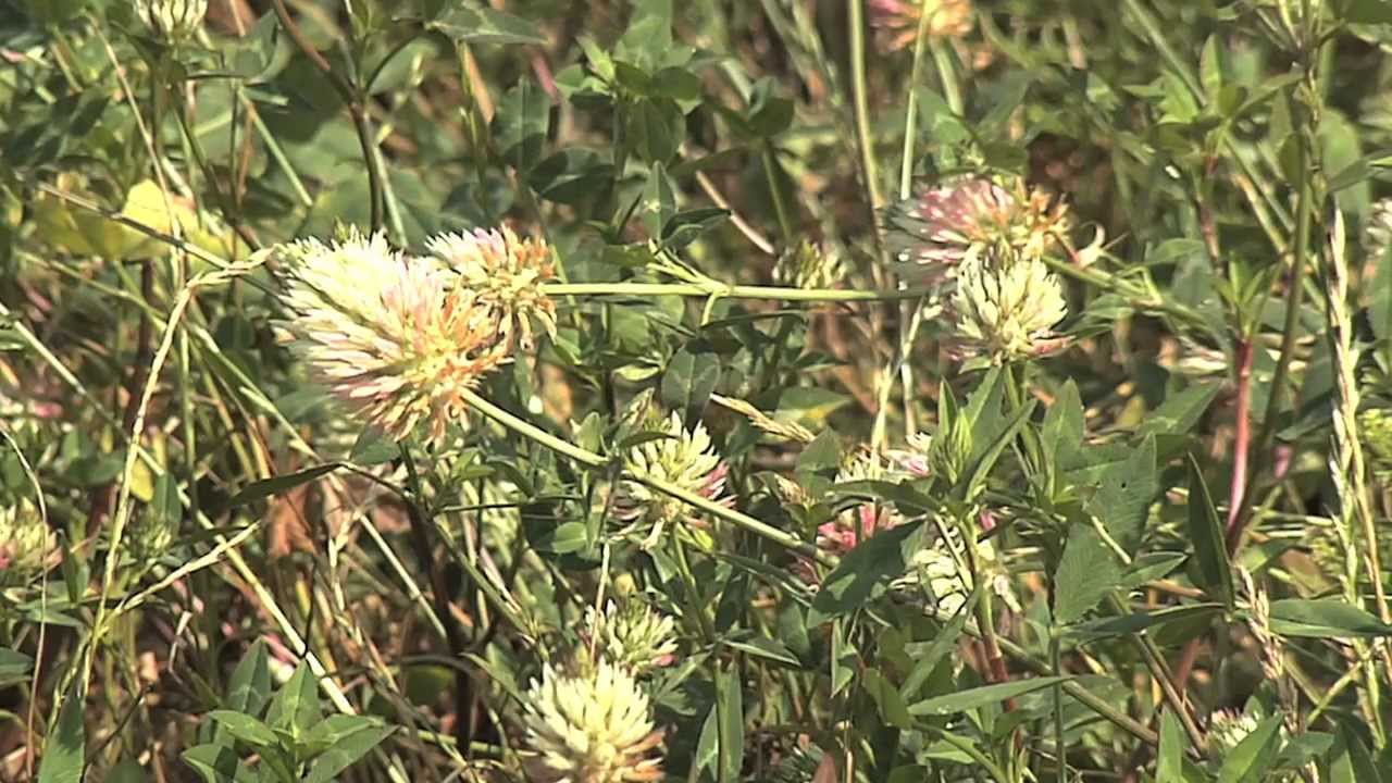 forage crops