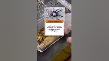 Moisture check! 💦Regular misting helps maintain the humidity #tarantula #spider #subscribe #insects