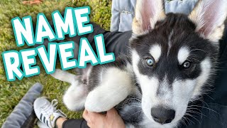 We Picked our Puppies New Name!