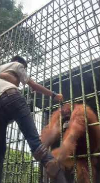 Di tarik monyet saat memberi makan || status wa lucu || story wa lucu ||