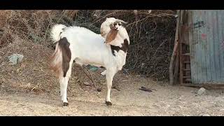 Jinsiy aloqa videolarini topish va korish uchun qidiring