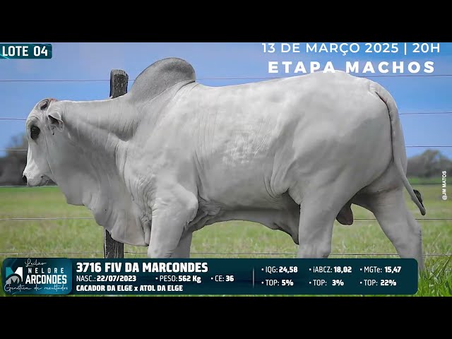 LOTE 04   MMAR 3716