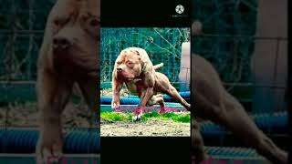 5K Views Special Video Plz Subscribe And Like Mafia Pitbull Dog Atude .