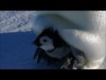 Emperor Penguin chick - Auster Rookery