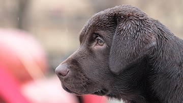 Teach Your Puppy to Be Resilient Part 2