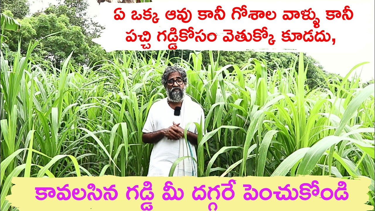 ఏ ఒక్క ఆవు కానీ, గోశాల వాళ్ళు కానీ పచ్చి గడ్డికోసం వెతుక్కోకూడదు, కావలసిన గడ్డి మీ దగ్గరే పెంచుకోండి