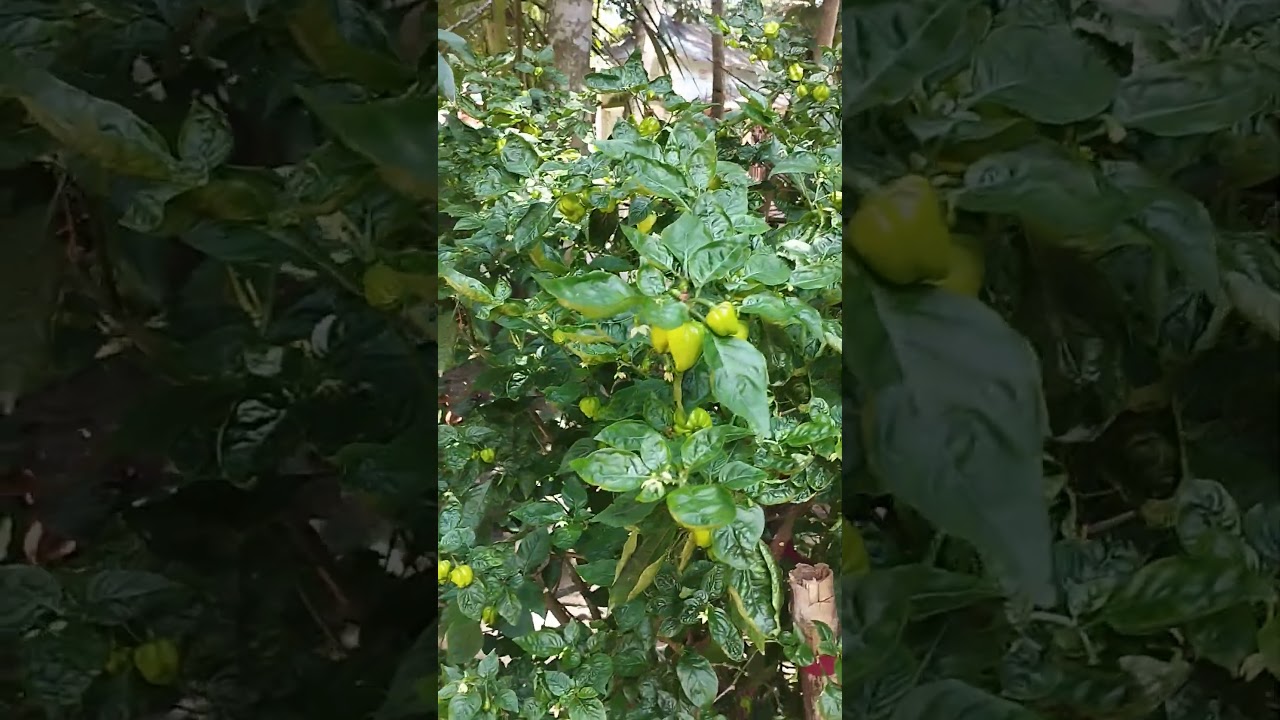 Green chilli
