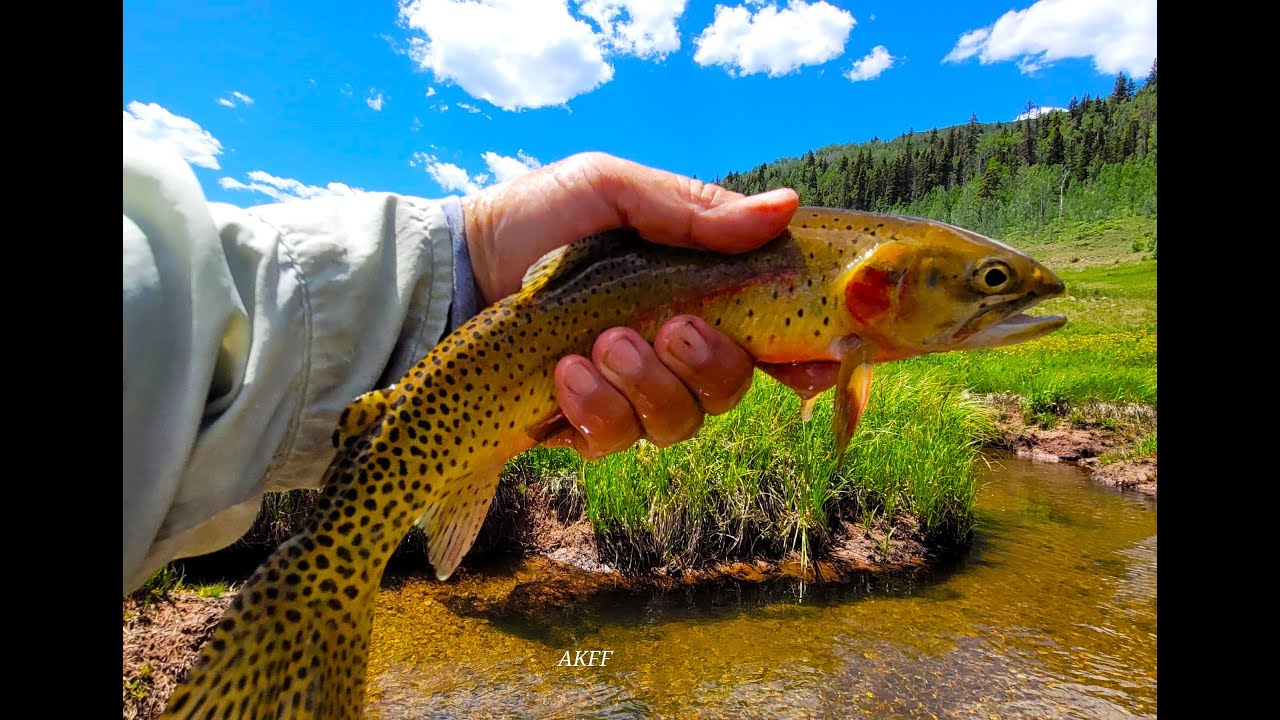 How to dry fly fishing Beautiful Cutthroat Trout Hermosa Creek North