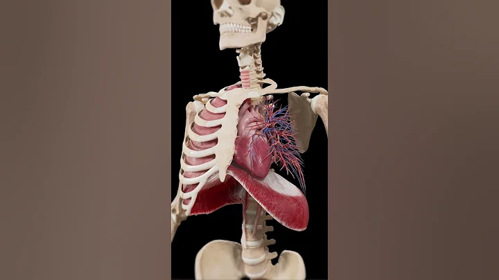 3d animation of lung and heart  #meded #anatomy #3dmodel