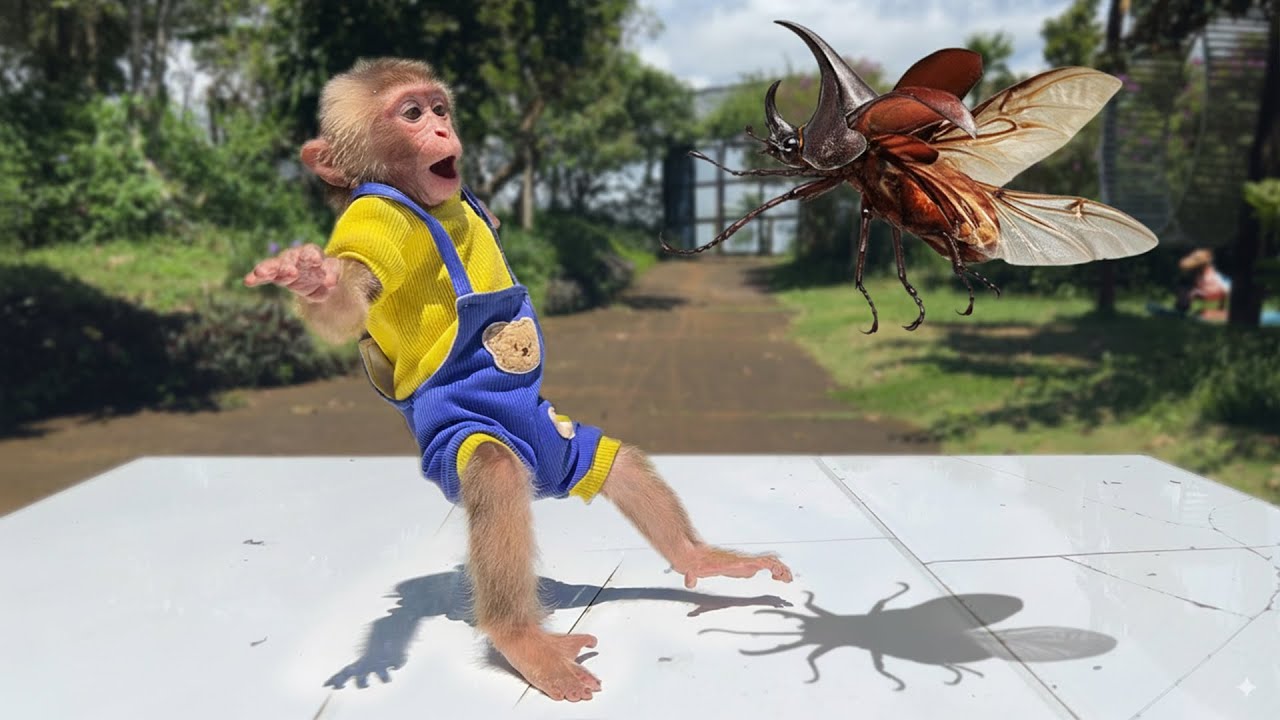 Funny Monkey Reaction! Moon Panics Because of a Bug Until Bon Rescues She