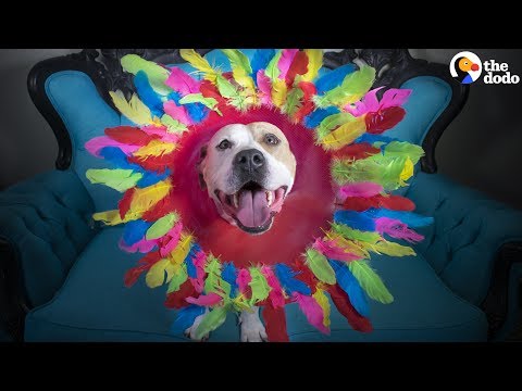 Video: Mis on BarkBoxis: september 2012