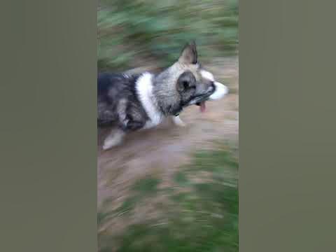 Собака кусака. - YouTube