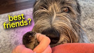 Giant Irish Wolfhound Meets Tiny Baby Chick.