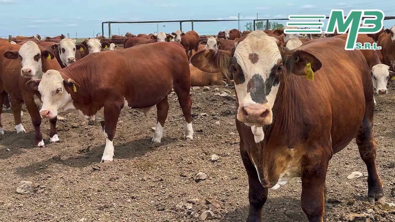 M3 S.R.L. "PICADO Y SILO"