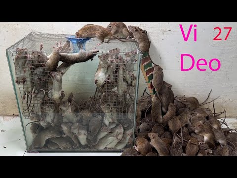 Video: Trampas para ratas. Luchando contra las ratas en la casa