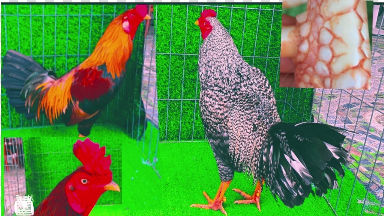 TGAT-Ngày 25/7-Lên 40 Chú Gà Mới-Trại Gà Anh Thiện