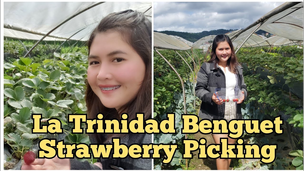 La Trinidad Benguet Strawberry Picking YouTube