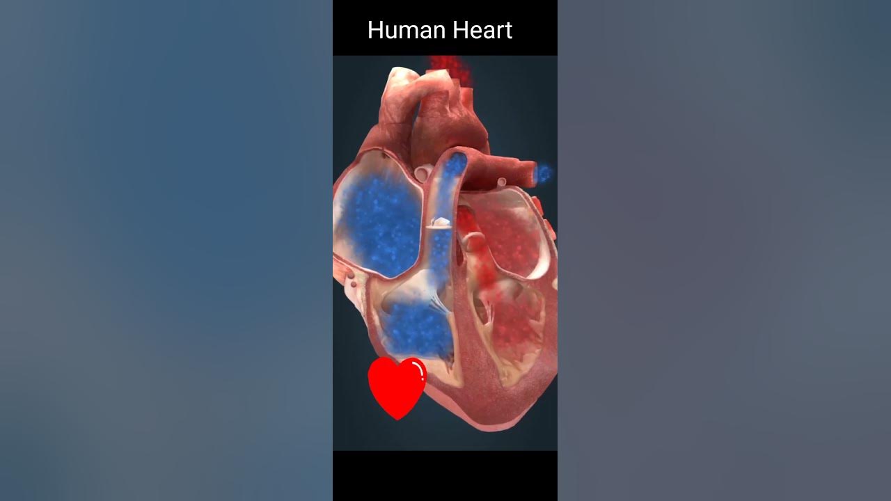 short HUMAN HEART Kaise Kam Karta Hai Heart Kaise Kam Karta Hai short-human-heart-kaise-kam-karta-hai-heart-kaise-kam-karta-hai
