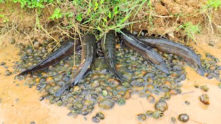 TOP 3 - Amazing Fishing! Catching A Lot Of Snakehead Fish Catfish &amp; Snails in Little Water