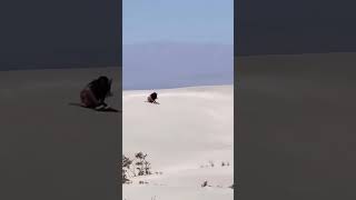 Increíble desierto del Sahara 🌵 En Argentina Catamarca #catamarca