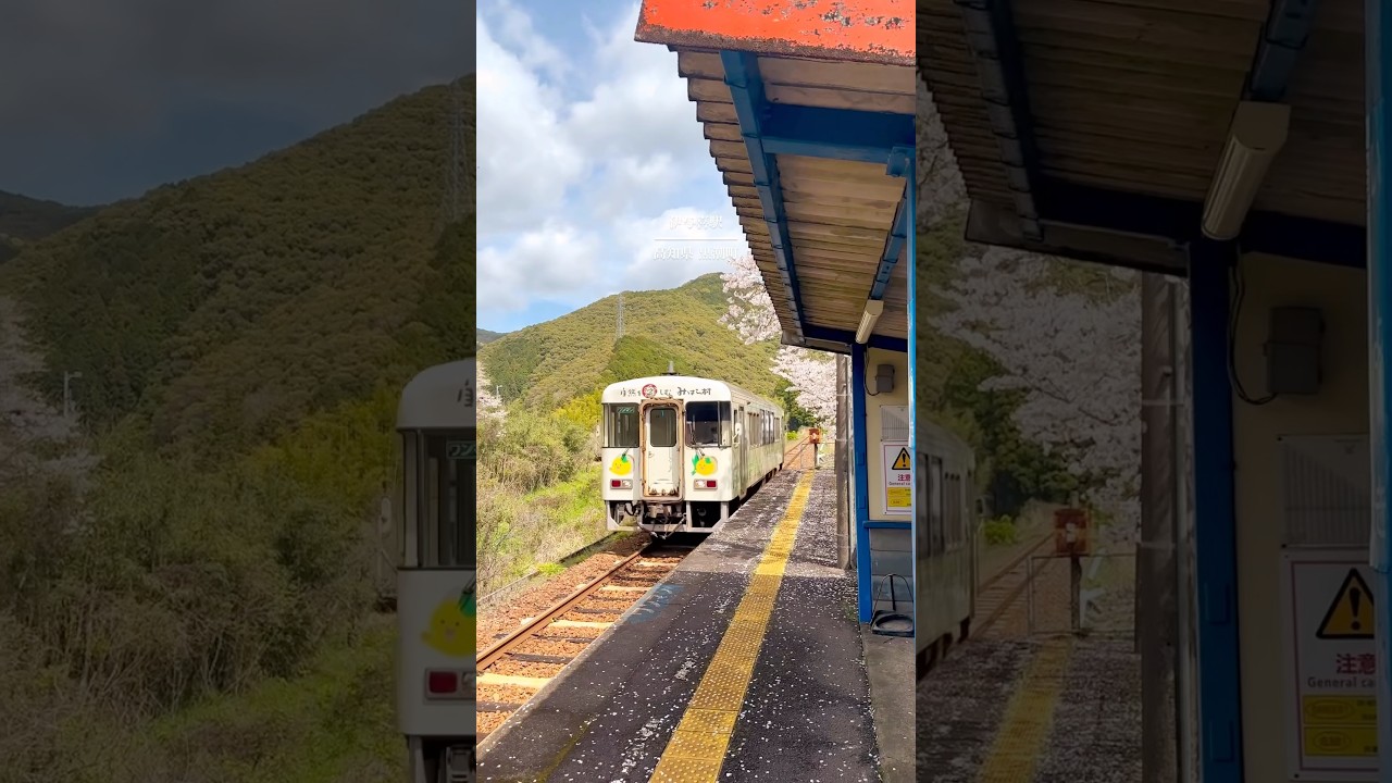 高知の春が素敵でした。 #高知 #田舎暮らし