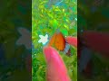 #butterfly #titli #song #music #movie #love 💞💖😘❤️🦋🦋🦋🦋🦋🦋🦋🦋🦋🦋🦋🦋