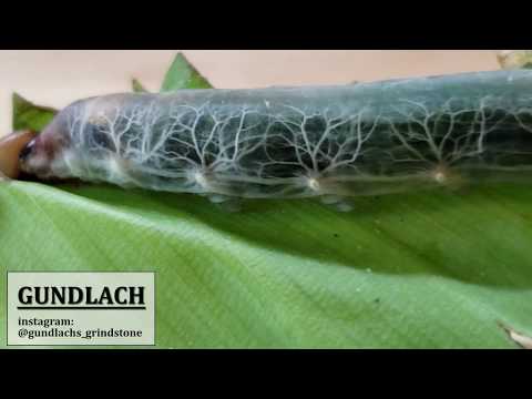 Brazilian Skipper Caterpillar