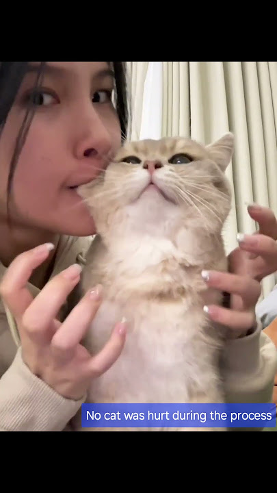 Cewek mau makan kucing. Cinta gila #kucing #pecintakucing #berciuman #hewan #viral