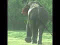 Massive wild elephant | 巨大な野生のゾウ | الفيلة البرية الضخمة | Elephant | Animals | Wildlife #shorts