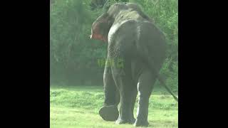 Massive Wild Elephant | 巨大な野生のゾウ | الفيلة البرية الضخمة | Elephant | Animals | Wildlife #Shorts