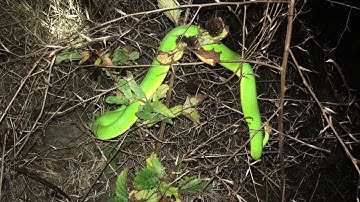 Cẩn Thận Với Rắn Lục Đuôi Đỏ Vào Đầu Mùa Mưa