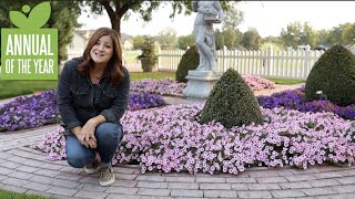 PETITTI Supertunia® Mini Vista™ Pink Star with Garden Answer