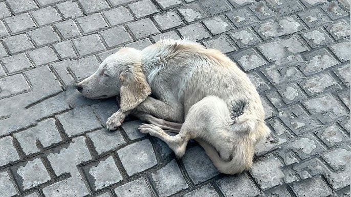 El extraordinario viaje de un perro callejero: recuerdos vacíos y una perspectiva sobre la supervivencia pasada del dueño abusivo