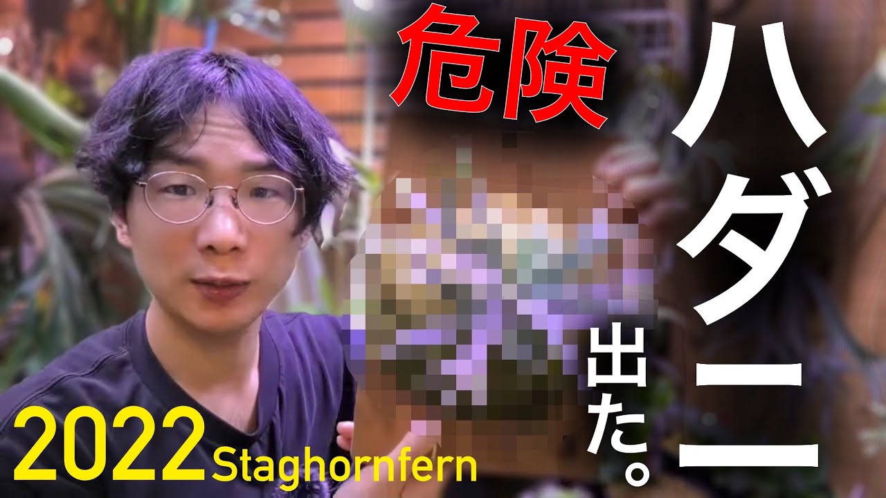 【総まとめ】2022ビカクの管理方法を変えた結果...【ハダニ症状と対策】