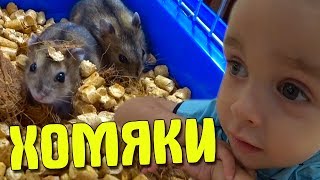 КУПИЛ СЫНУ ХОМЯКОВ! КУПИЛ СЫНУ ХОМЯКОВ!