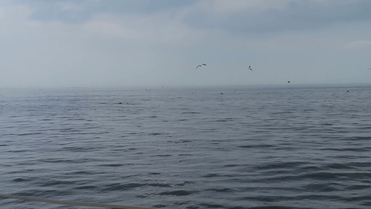 The feeding frensey continues pt 2