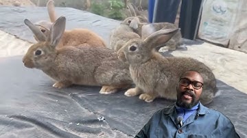 The Horrifying Truth About Rabbit Inbreeding. is INBREEDING That Bad?