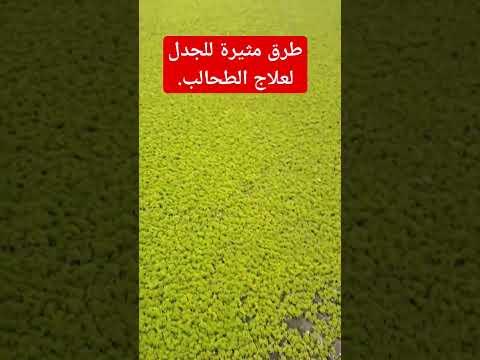 طرق مثيرة للجدل في القضاء على الطحالب طرق مجربة