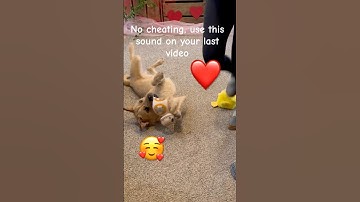 No cheating, use this on your last video in your camera roll 🥰#challenge#cutedog#relateable#shorts