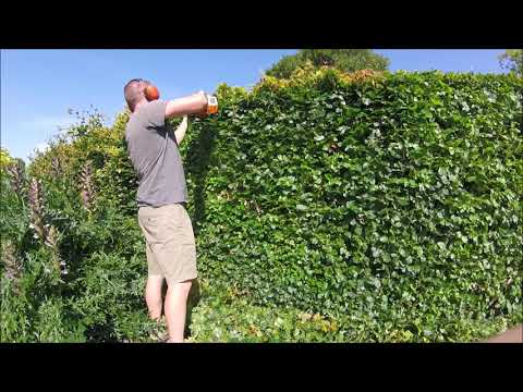 Beech Hedge Trimming