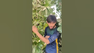 #timelapse start to finish alone build log cabir (wooden house) how to build wooden cabin surviva