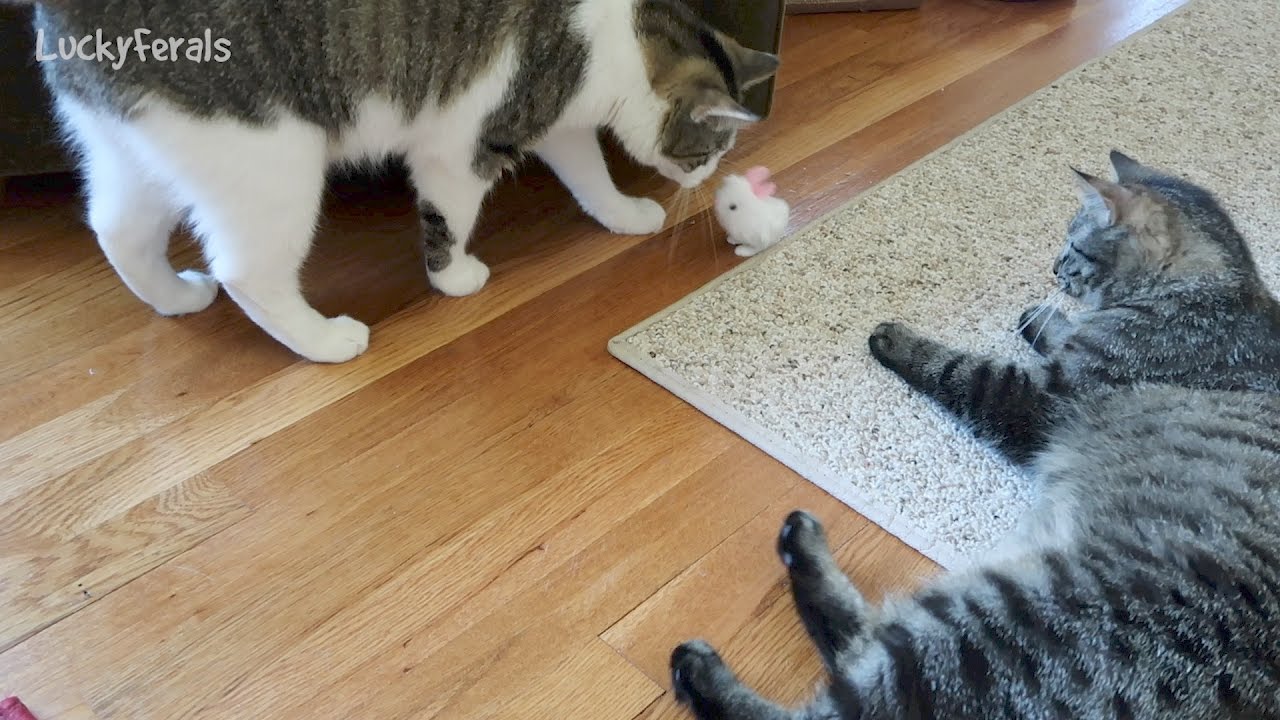 funny cats sleeping in weird positions compilation 2014 funnyplox Cats React To Hopping Easter Bunny Toy From The Dollar Tree