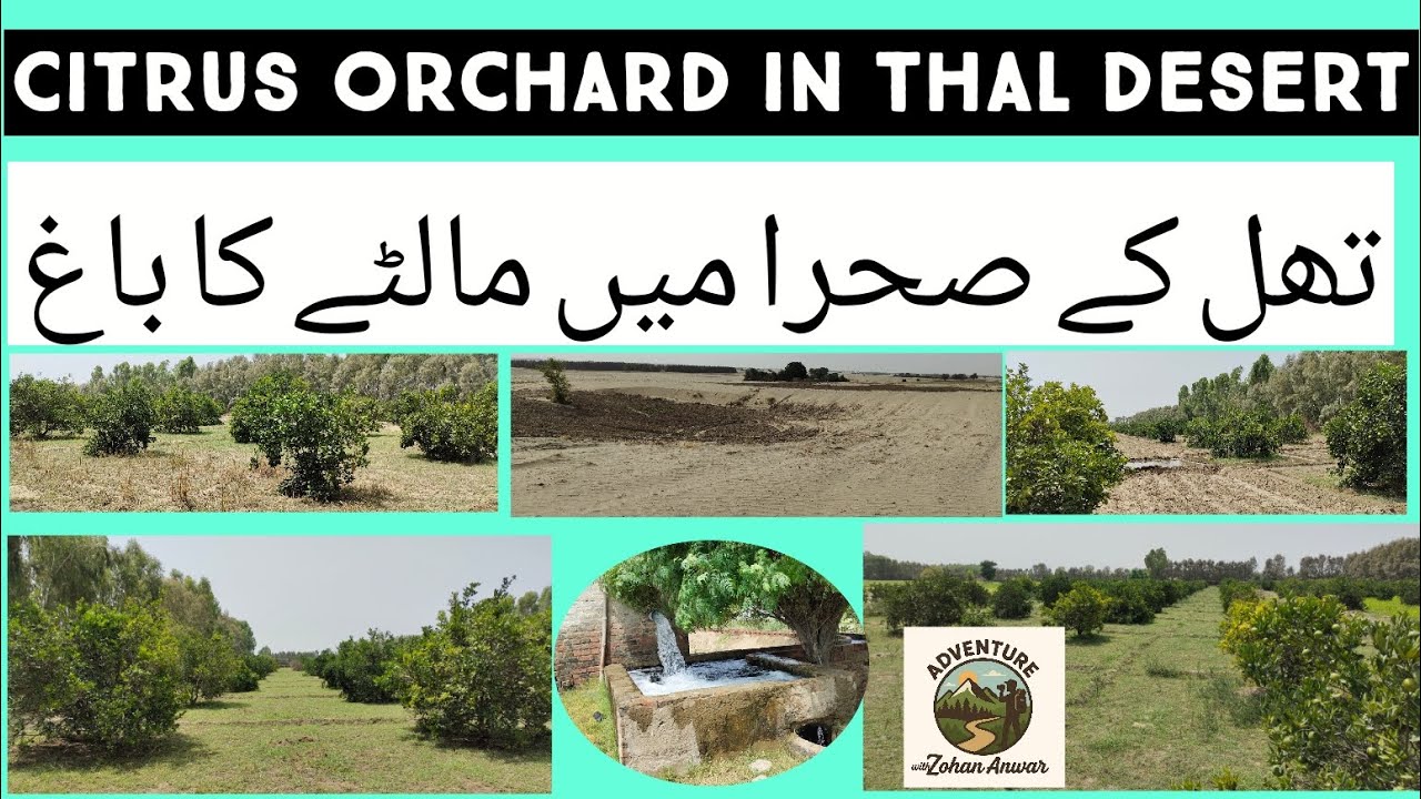 Thal – From Barren Desert to Blooming Orchards (Citrus in Thal Desert) تھل کے صحرا میں مالٹے کا باغ 